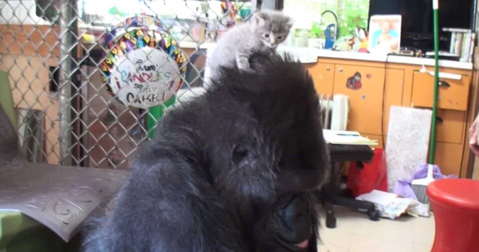 Gorilla Receives A Box Of Kittens For Her Birthday