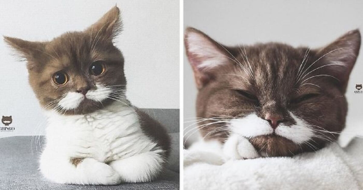Gringo The Cat Is Going Viral On Instagram With His Fancy Mustache