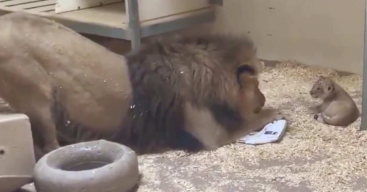 Adorable Video Shows Lion Dad Meeting His New Baby Cub For The First Time
