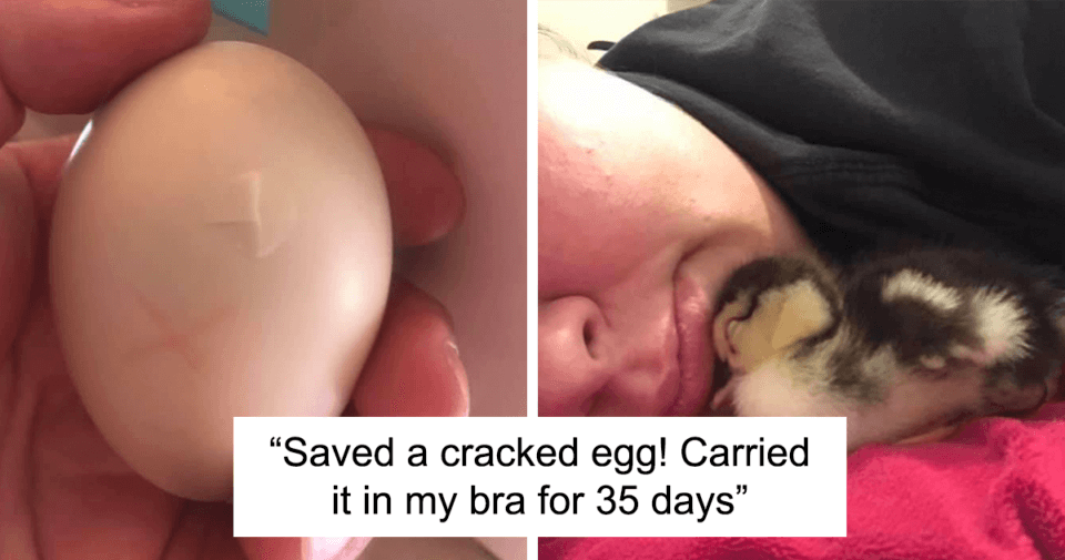 kids-destroy-ducks-nest-woman-saves-a-cracked-egg-by-carrying-it-in-her-bra-for-35-days