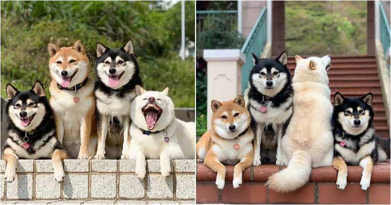 we-all-have-this-friend-shiba-inu-goes-viral-for-constantly-ruining-group-pics