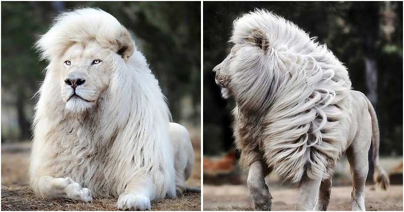 A Talented Photographer Managed To Immortalize A White Lion In All Its Glory