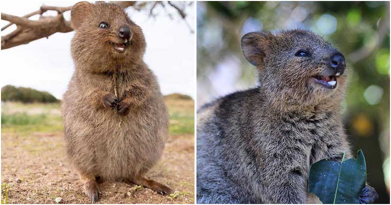 From Tiny Smile To Toothy Grin, Quokkas Is Named The World's Happiest  Animals