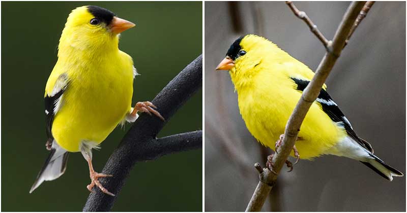 Meet The American Goldfinch, A Strikingly Beautiful Bird With Gorgeous  Lemon Yellow Plumage