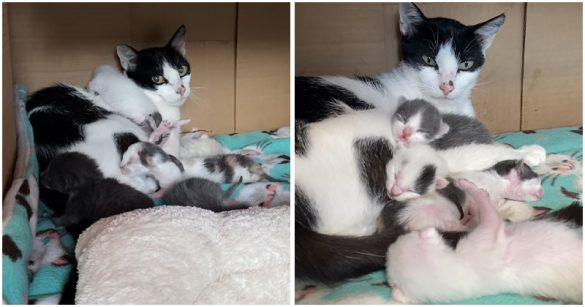 Newborn Kittens Covered In Fleas And Fly Eggs Got Rescued And Reunited