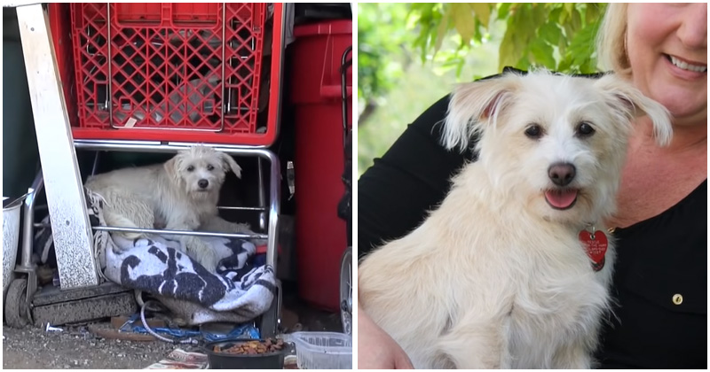 Pregnant Dog Living Under Shopping Cart Got Rescued And Delivered 5 Cute  Mixed Pups