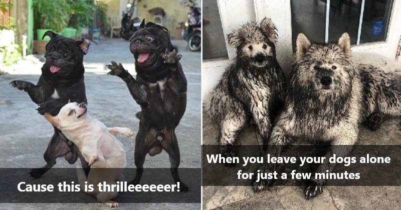 People Are Sharing Funny Dog Photos To Make You Smile, And Here Are The  Best Ones